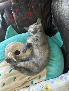 chatons à donner - Photo 2
