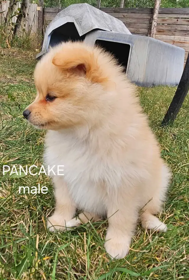 Pomeranian puppies