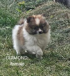 Pomeranian puppies - Photo 2