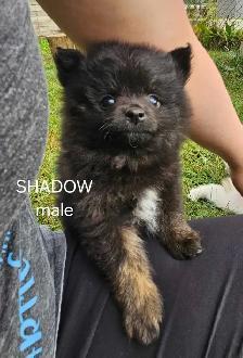 Pomeranian puppies - Photo 3