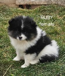 Pomeranian puppies - Photo 4