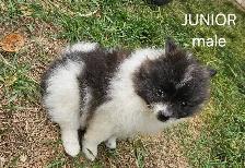Pomeranian puppies - Photo 5