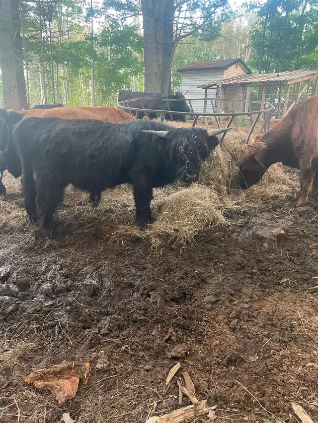 2yrs old highland bull