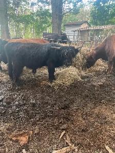 2yrs old highland bull