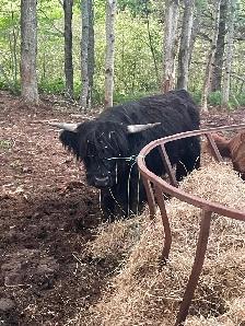 2yrs old highland bull - Photo 2