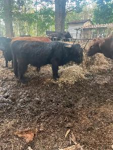 2yrs old highland bull - Photo 3