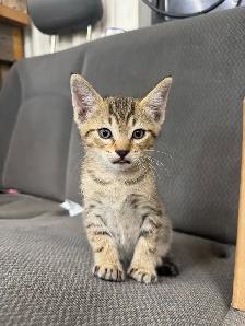 Farm/Barn male kitten $10