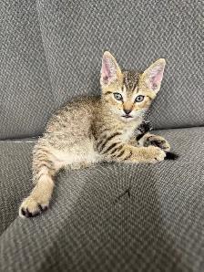 Farm/Barn male kitten $10 - Photo 2
