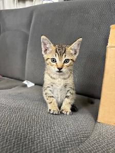 Farm/Barn male kitten $10 - Photo 3