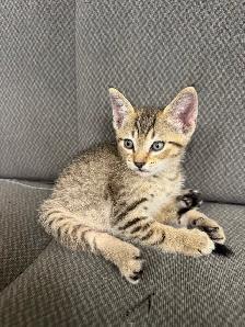 Farm/Barn male kitten $10 - Photo 4