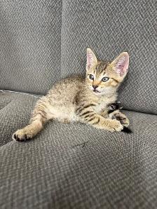 Farm/Barn male kitten $10 - Photo 5