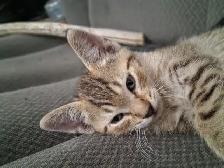 Farm/Barn male kitten $10 - Photo 6