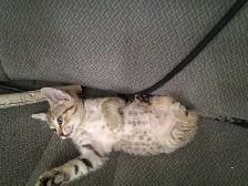 Farm/Barn male kitten $10 - Photo 7
