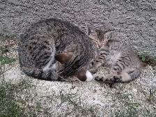 Farm/Barn male kitten $10 - Photo 8