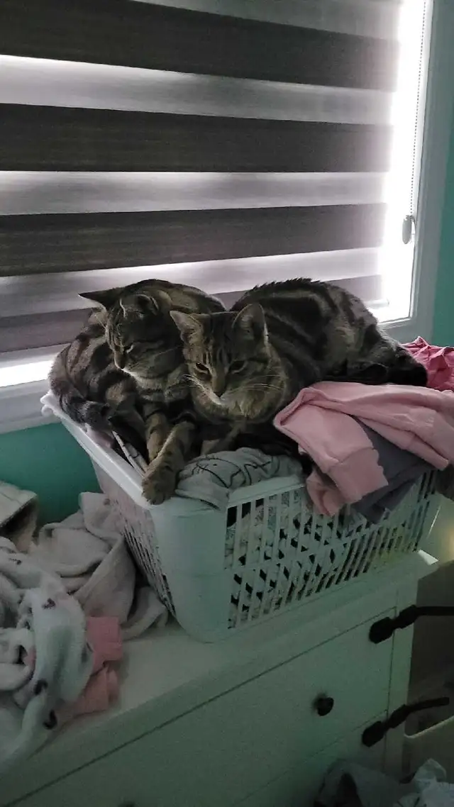 Twin Tabbies Free To Good Home