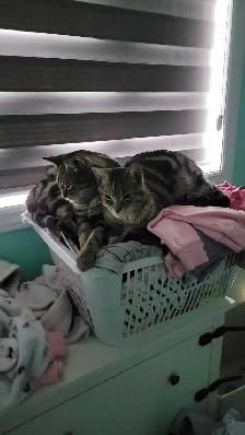 Twin Tabbies Free To Good Home