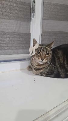 Twin Tabbies Free To Good Home - Photo 2