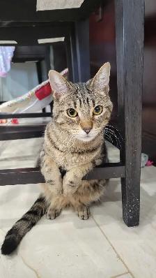 Twin Tabbies Free To Good Home - Photo 3