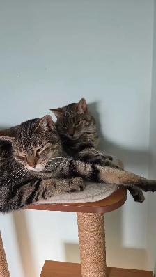 Twin Tabbies Free To Good Home - Photo 4