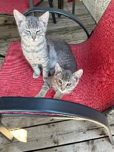 Farm Kittens