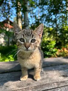 Farm Kittens - Photo 3