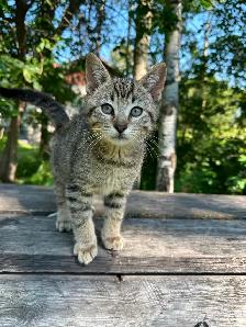 Farm Kittens - Photo 4