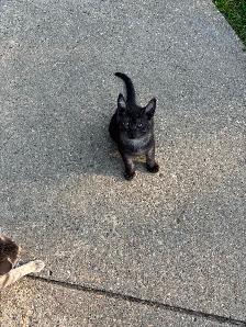 Farm Kittens - Photo 5