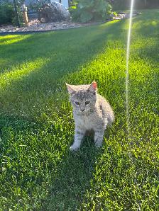 Farm Kittens - Photo 6