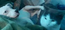 4 month old pure white blue eyed female puppy - Photo 2