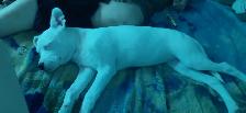 4 month old pure white blue eyed female puppy - Photo 3