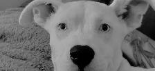 4 month old pure white blue eyed female puppy - Photo 8