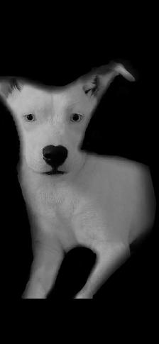 4 month old pure white blue eyed female puppy - Photo 9