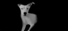 4 month old pure white blue eyed female puppy - Photo 10