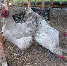 lavender orpington flock - Photo 2