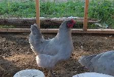 lavender orpington flock - Photo 3