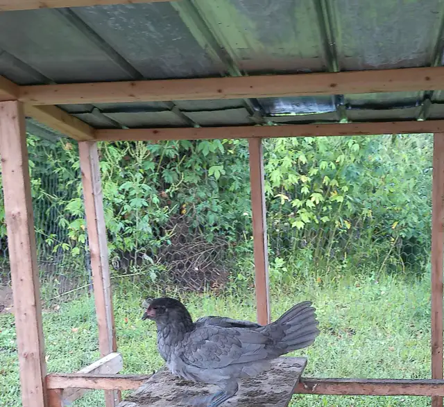 whiting true blue pullets!