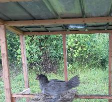 whiting true blue pullets!