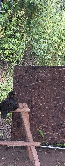 whiting true blue pullets! - Photo 2