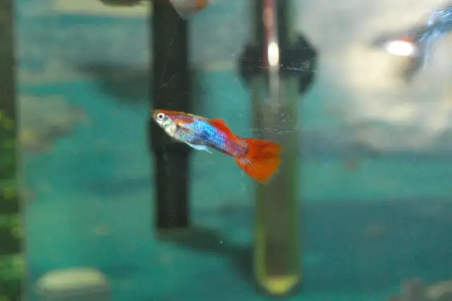 Guppies for Sale – Males Only Special