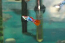 Guppies for Sale – Males Only Special