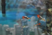 Guppies for Sale – Males Only Special - Photo 2