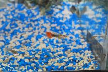 Guppies for Sale – Males Only Special - Photo 3