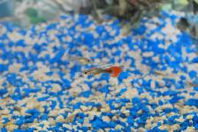 Guppies for Sale – Males Only Special - Photo 4