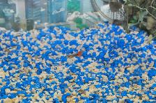 Guppies for Sale – Males Only Special - Photo 5