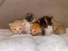 Beautiful Kittens Siberian- Ready Soon!
