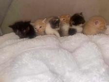 Beautiful Kittens Siberian- Ready Soon! - Photo 2