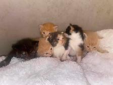 Beautiful Kittens Siberian- Ready Soon! - Photo 3