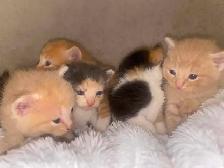 Beautiful Kittens Siberian- Ready Soon! - Photo 4
