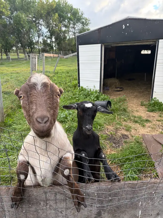 two goats for sale