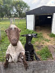 two goats for sale